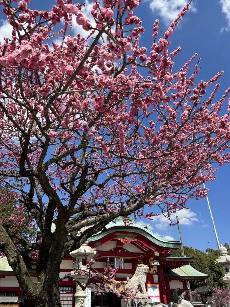 上野天満宮の梅